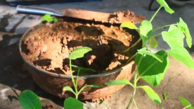 Bahçede büyüyen balkabağı