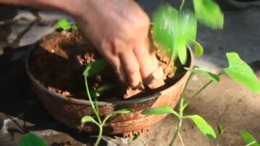 Bahçede büyüyen balkabağı