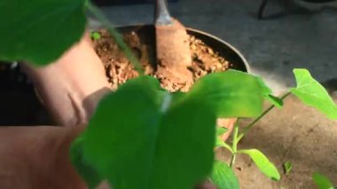 Bahçede büyüyen balkabağı