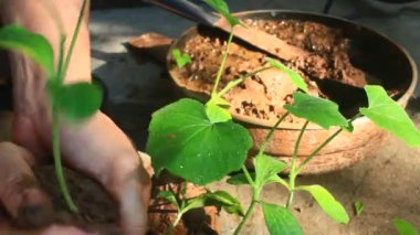 Bahçede büyüyen balkabağı