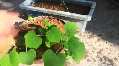 Bahçede büyüyen balkabağı