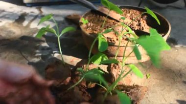 Bahçede büyüyen balkabağı