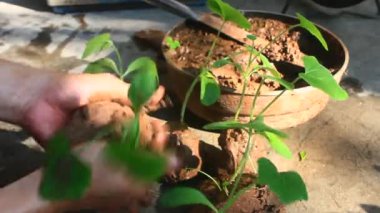 Bahçede büyüyen balkabağı