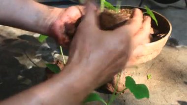 Bahçede büyüyen balkabağı