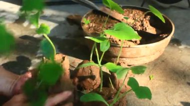 Bahçede büyüyen balkabağı