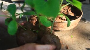 Bahçede büyüyen balkabağı