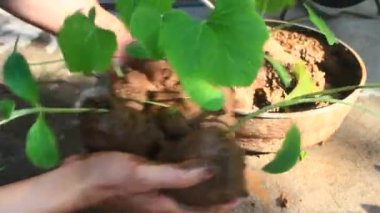 Bahçede büyüyen balkabağı