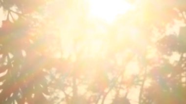 Parlak sabah güneşi