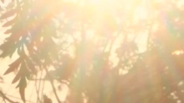 Parlak sabah güneşi