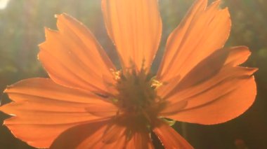 Parlak sabah güneşi