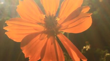 Parlak sabah güneşi