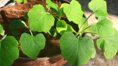 Bahçede büyüyen balkabağı