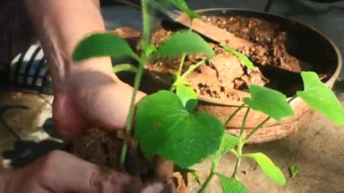 Bahçede büyüyen balkabağı