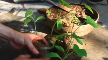 Bahçede büyüyen balkabağı