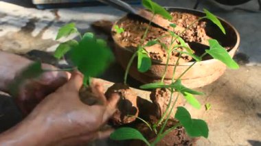 Bahçede büyüyen balkabağı