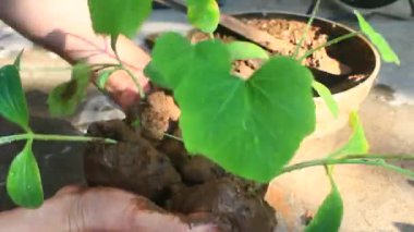 Bahçede büyüyen balkabağı