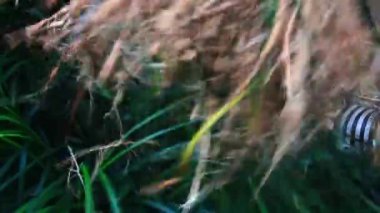 Bahçede tıbbi bitki hasat ediliyor.