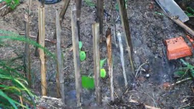 Bahçede büyüyen balkabağı