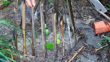 Bahçede büyüyen balkabağı