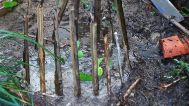 Bahçede büyüyen balkabağı