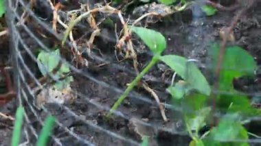 Bahçede büyüyen balkabağı