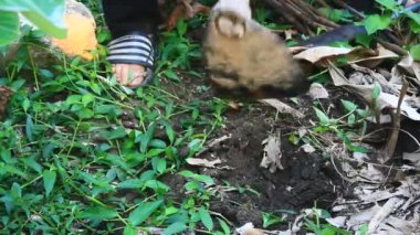 Bahçede büyüyen balkabağı