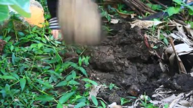 Bahçede büyüyen balkabağı