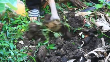 Bahçede büyüyen balkabağı