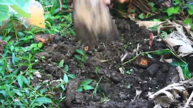 Bahçede büyüyen balkabağı