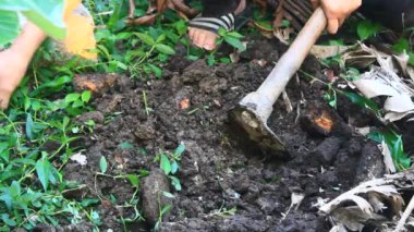 Bahçede büyüyen balkabağı