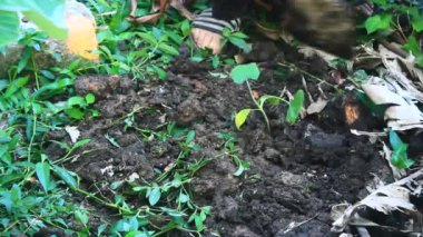 Bahçede büyüyen balkabağı