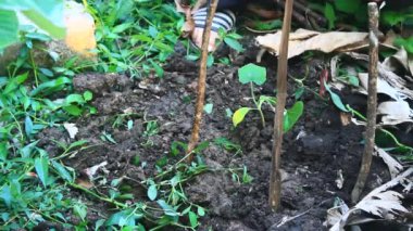 Bahçede büyüyen balkabağı