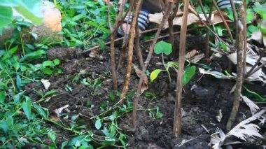 Bahçede büyüyen balkabağı