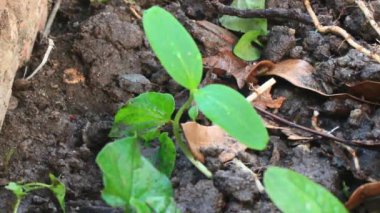 Bahçede büyüyen balkabağı