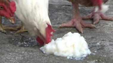 Bahçedeki Tavuk