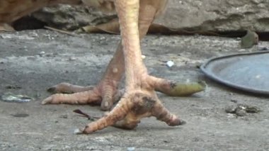 Bahçedeki Tavuk