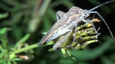 Bitkilerdeki pis böcekler