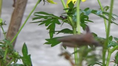 Bitkilerdeki pis böcekler