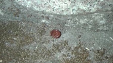 Kırkayak yerde sürünüyor.