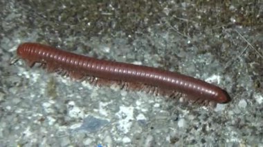 Kırkayak yerde sürünüyor.