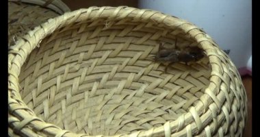 Kahverengi cırcır böceği sepeti