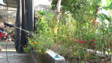 Sabahları çiçekleri suluyorum.