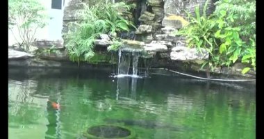 Japon balığı gölette yüzüyor.