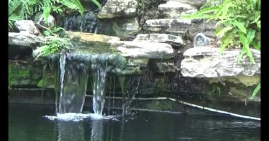 Japon balığı gölette yüzüyor.