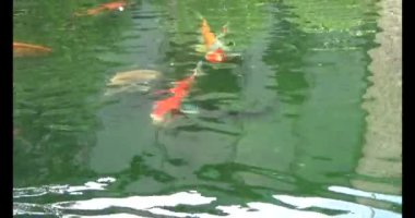 Japon balığı gölette yüzüyor.