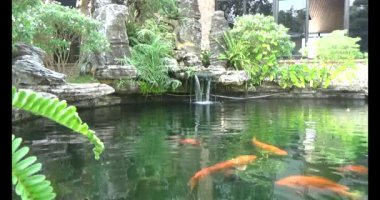 Japon balığı gölette yüzüyor.