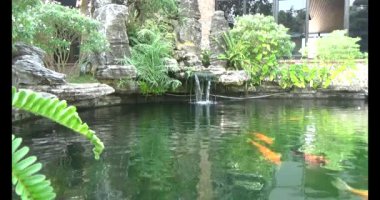 Japon balığı gölette yüzüyor.