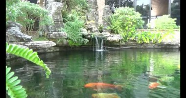 Japon balığı gölette yüzüyor.