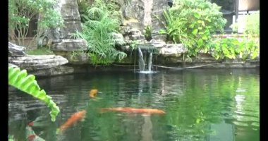 Japon balığı gölette yüzüyor.