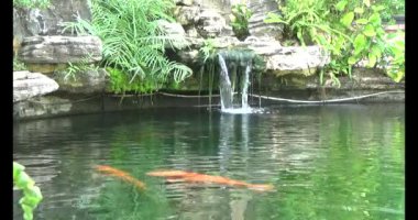 Japon balığı gölette yüzüyor.